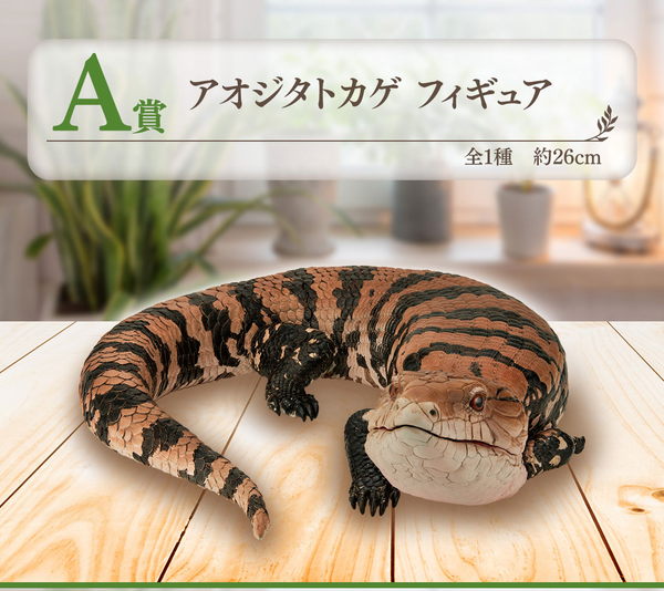 Kuji - Reptiles and Amphibians - Otaku House