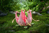 Sushing Articulated Base Series UBC-087<br>[Pre-Order 14/06/26]