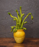 The Table Museum Sunflowers by Van Gogh Figma No.SP-175<br>[Pre-Order 08/02/26]